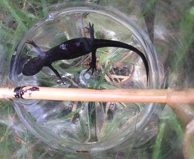 GCN in a bottle trap. Note the stripy toes!
