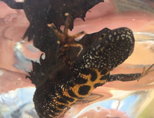 Fact File: Great Crested Newt