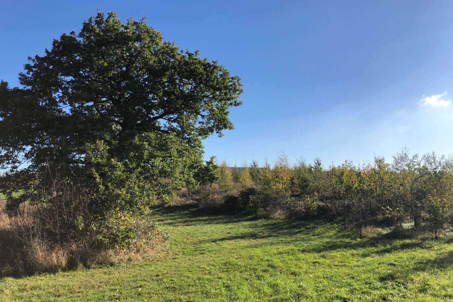 Nicholsons Ecology: Habitat Creation, Restoration & Management Nicholsons Ecology: Habitat Creation, Restoration & Management