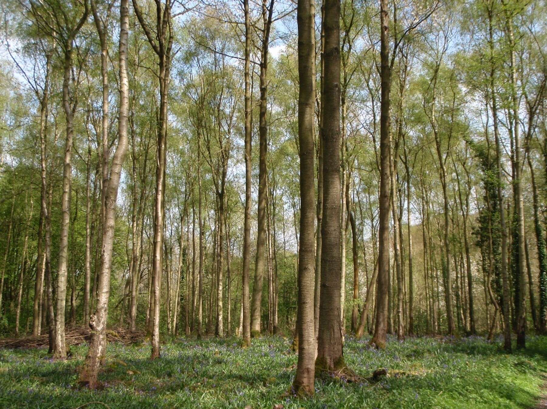 Wild cherry and silver birch woodland