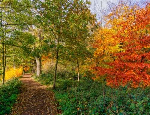 Sustainability in Building the Natural Landscape