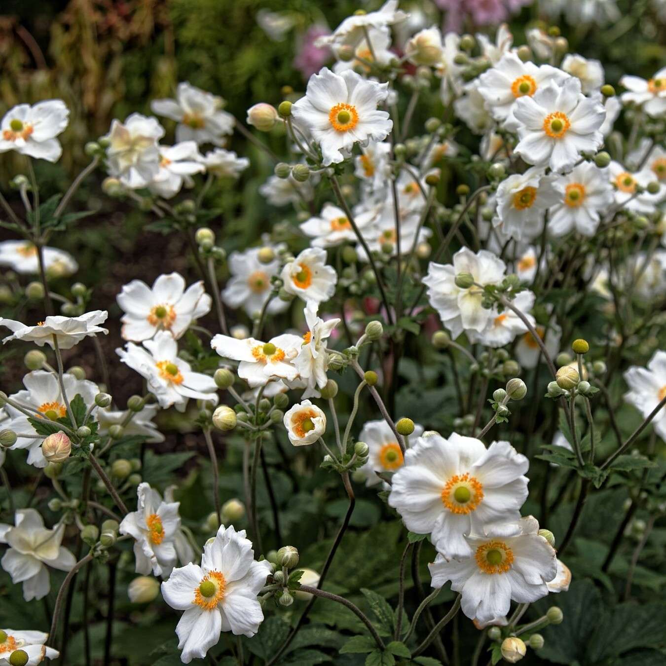 Anemone x hybrida Anemone x hybrida