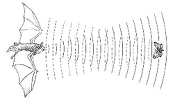 Bat Image 1