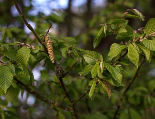 Forest Tree Blog Series – Hornbeam