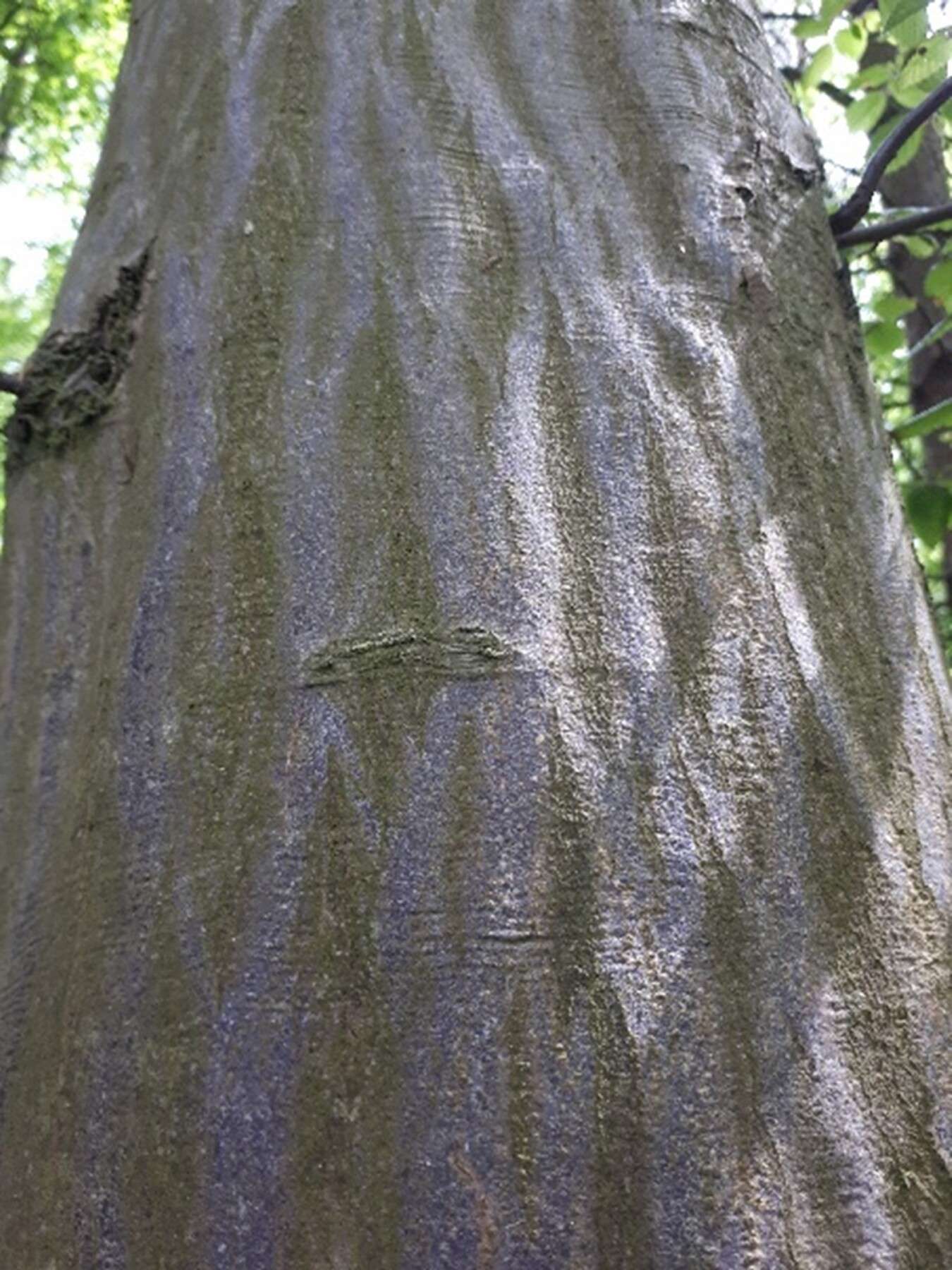 Hornbeam bark