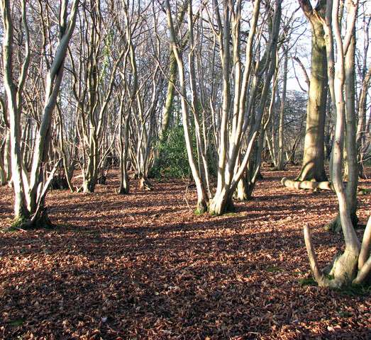 Hornbeam coppice