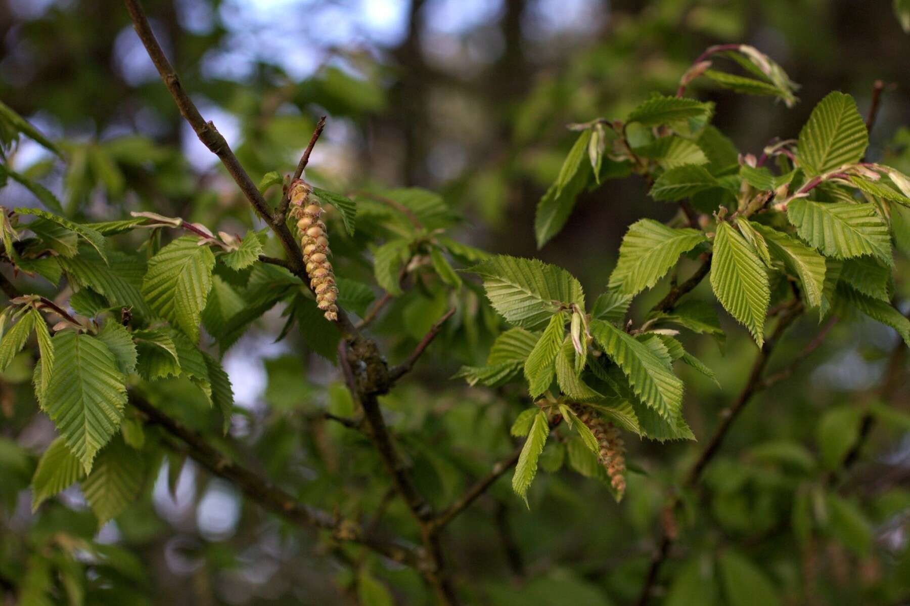 Hornbeam
