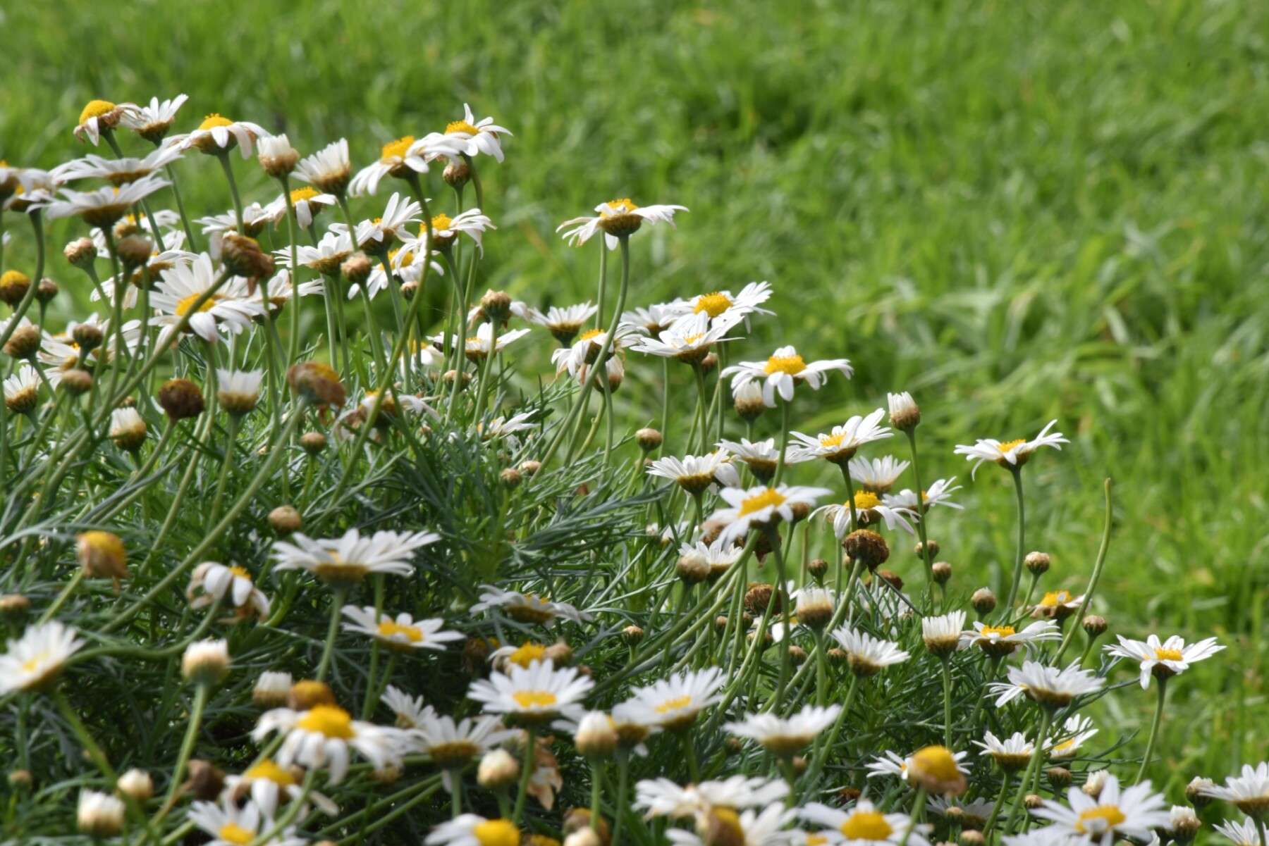 Margeurites