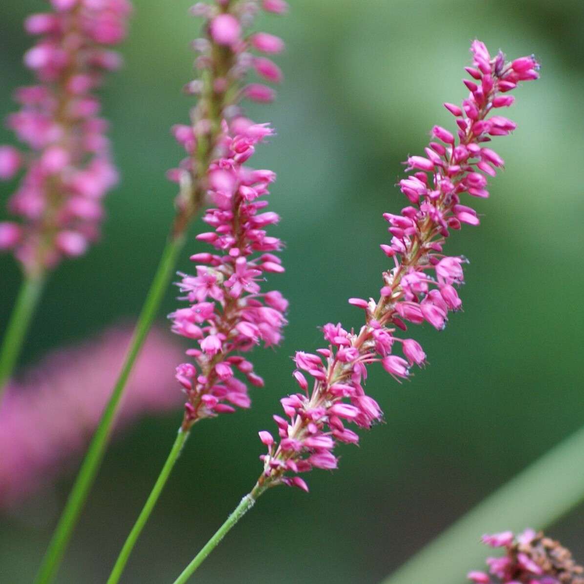 Spires of Persicarias