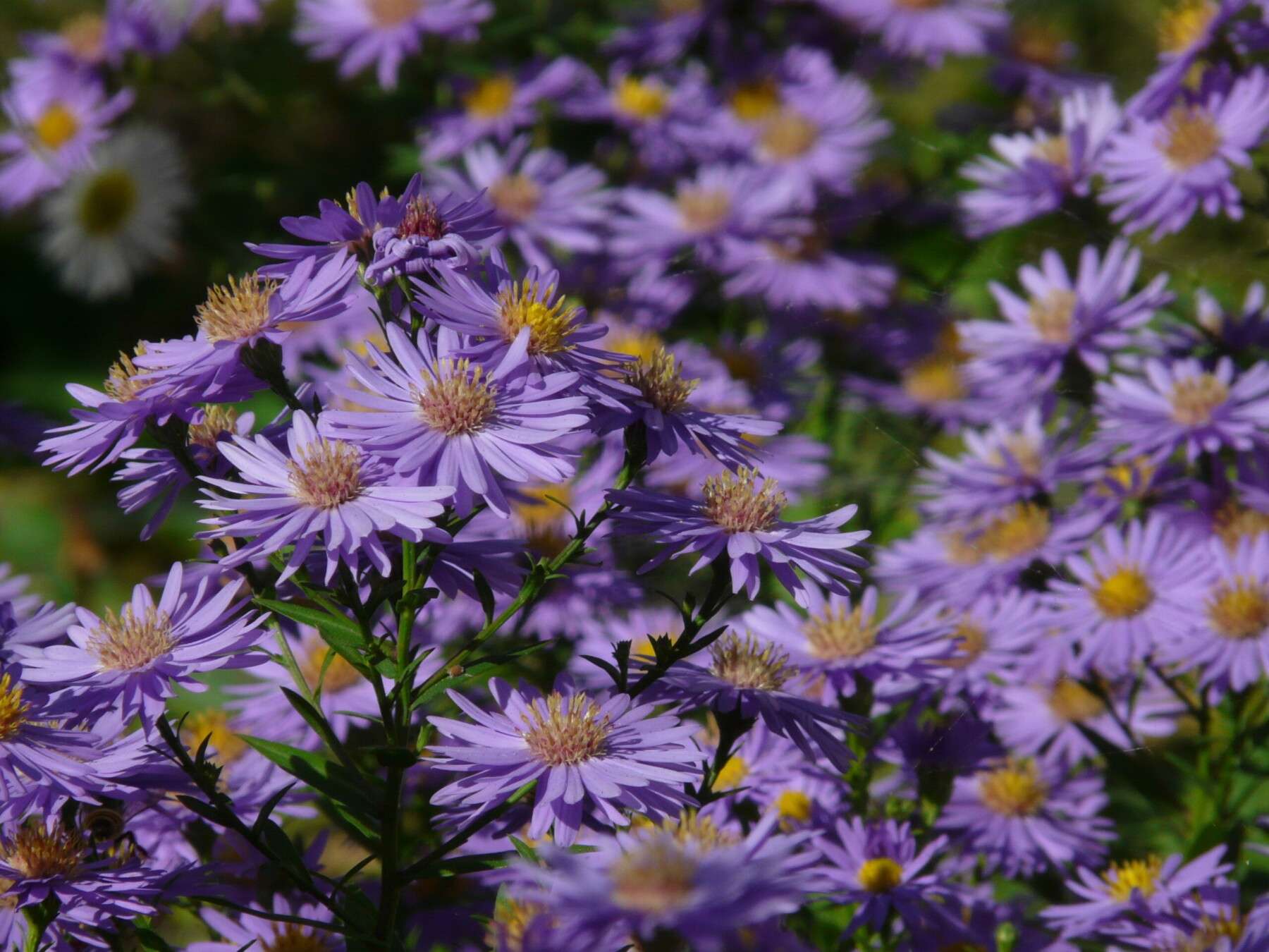 Aster × frikartii ‘Mönch’ Aster × frikartii ‘Mönch’
