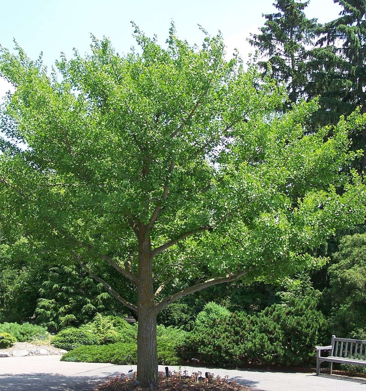 Ginkgo_biloba_MN_2007