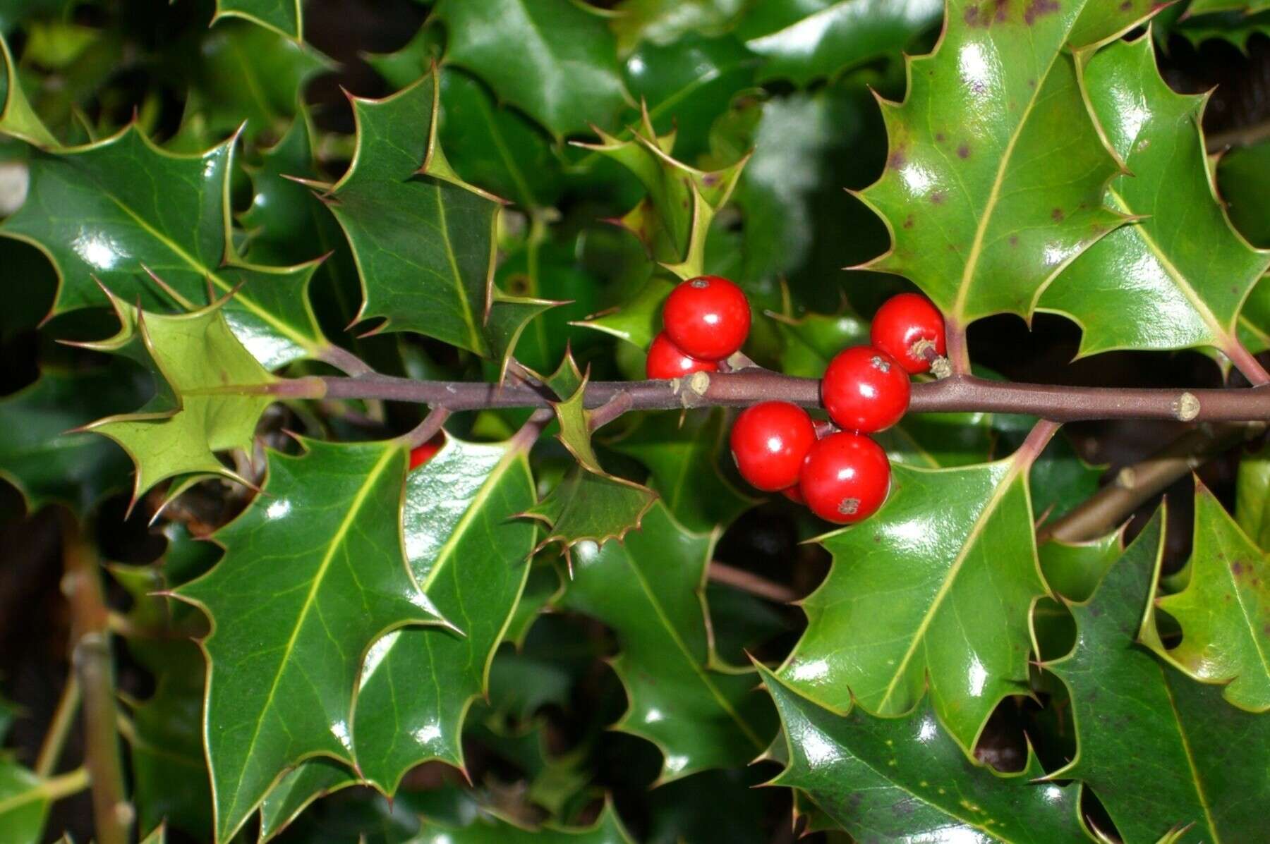 Holly