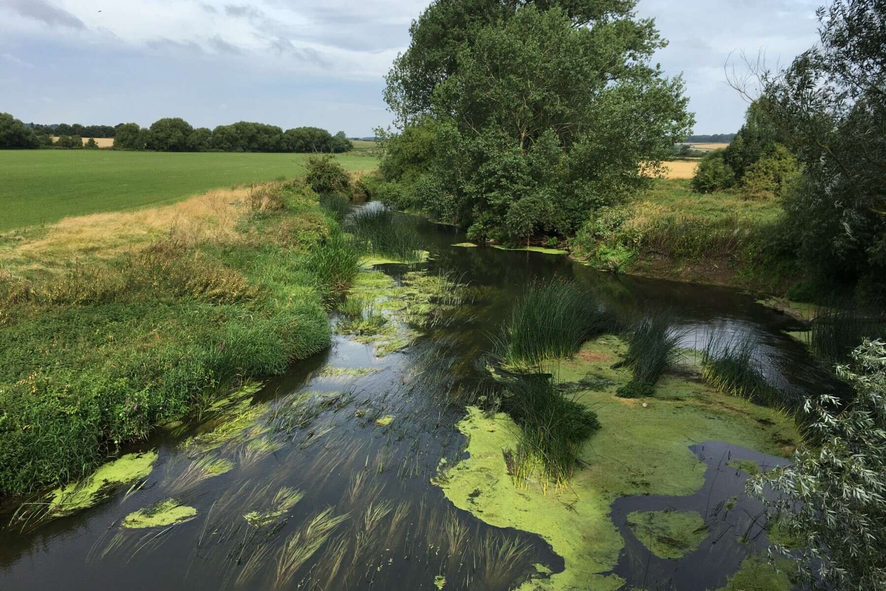Nicholsons Ecology: Biodiversity Net Gain Nicholsons Ecology: Biodiversity Net Gain