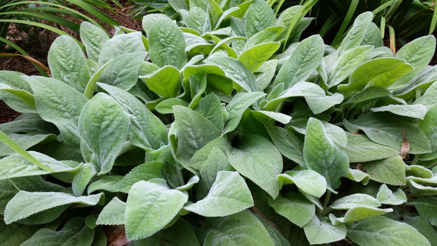 Lamb’s ears