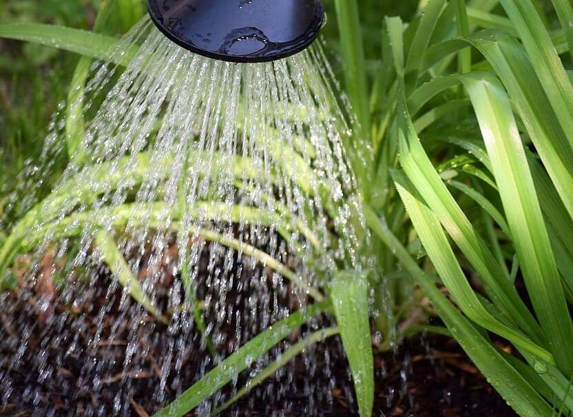 Plant watering