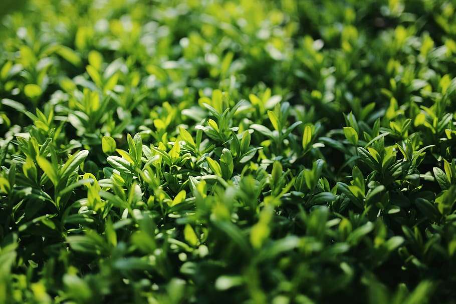 Privet
