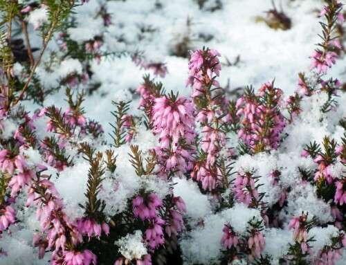 Planting For a Changing Climate