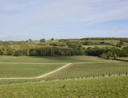 Mountpark Woodland – St Peters Wood, Swadlincote