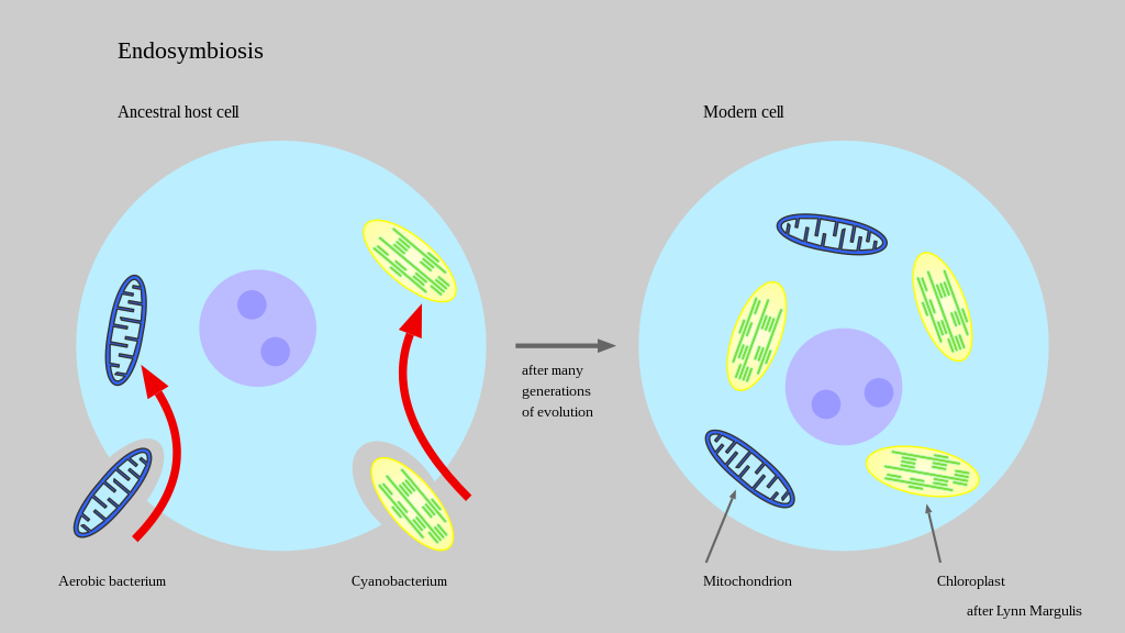 Endosymbiosis