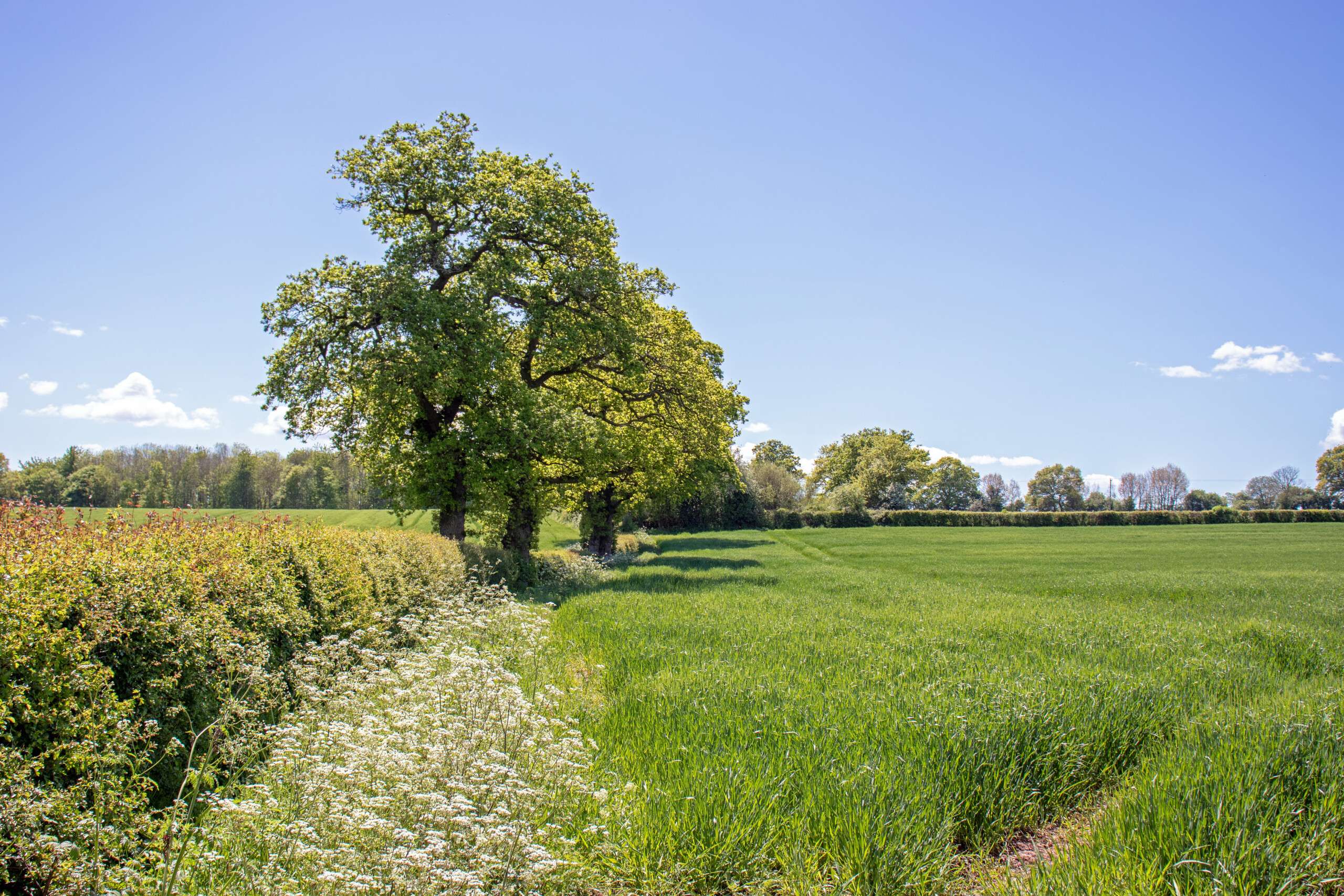 Nicholsons Ecology Team: Habitat Surveys