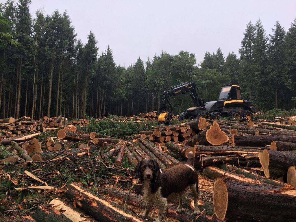 Unthinned WRC Felled
