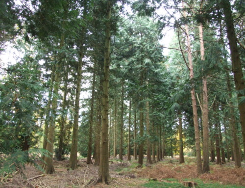 Forest Tree Series: Western Red Cedar