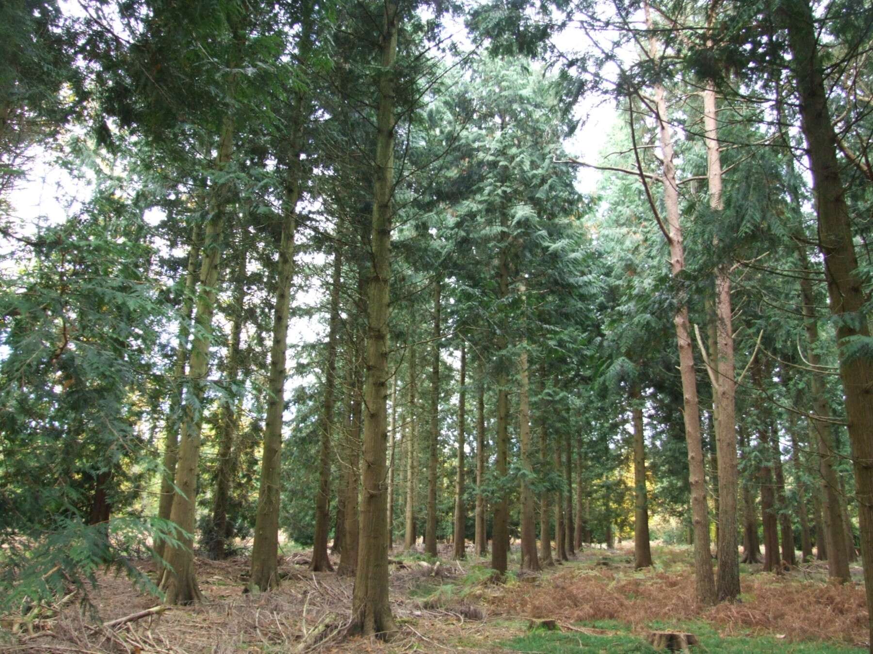 Western Red Cedar