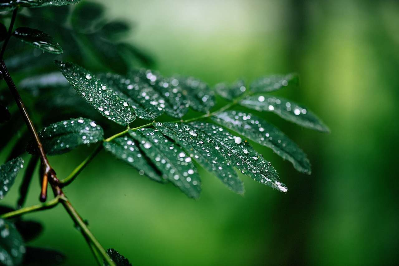 tree-7270738_1280