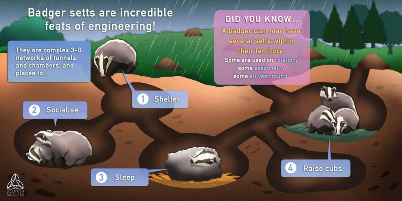 Badger Article Image 3