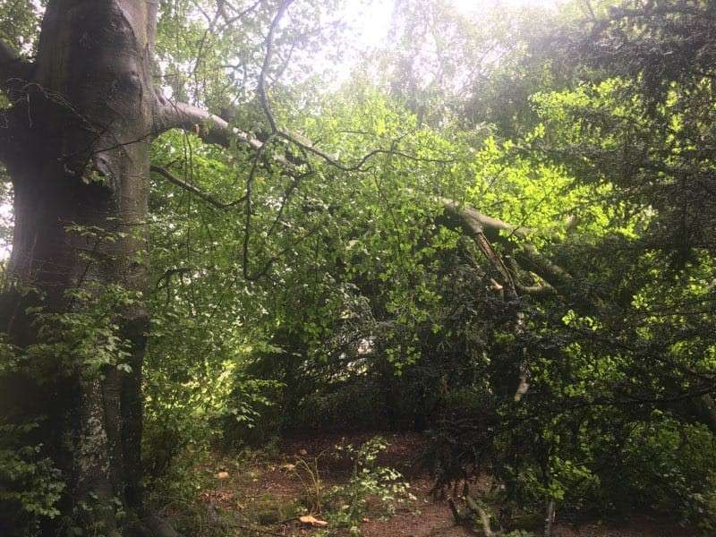 Summer Branch Drop 1