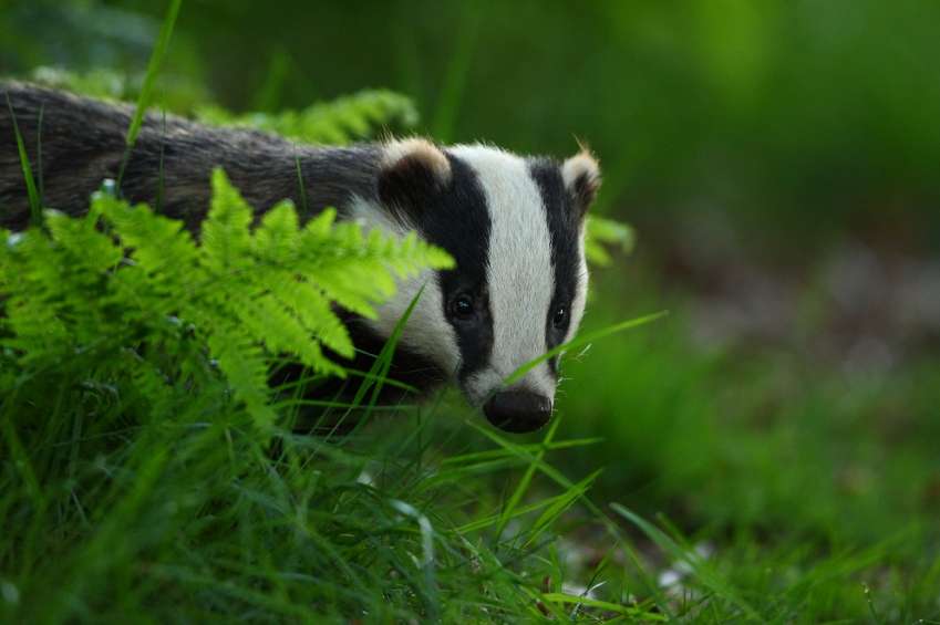 iStock_000011431772Small EURO BADGER