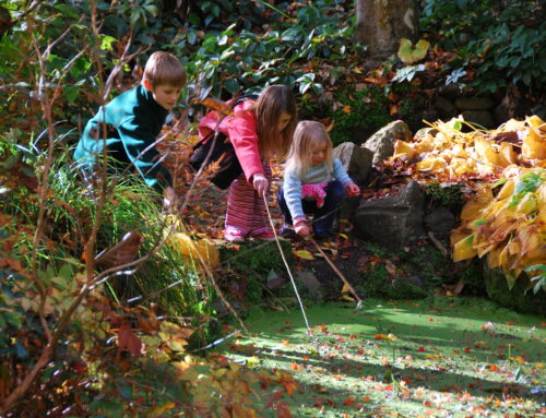Nature-Based Activities for the Summer Holidays