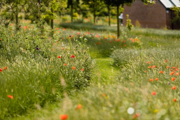 Nicholsons – The Mighty World of Seeds Nicholsons - The Mighty World of Seeds