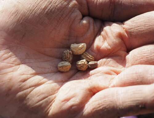 The Mighty World of Seeds