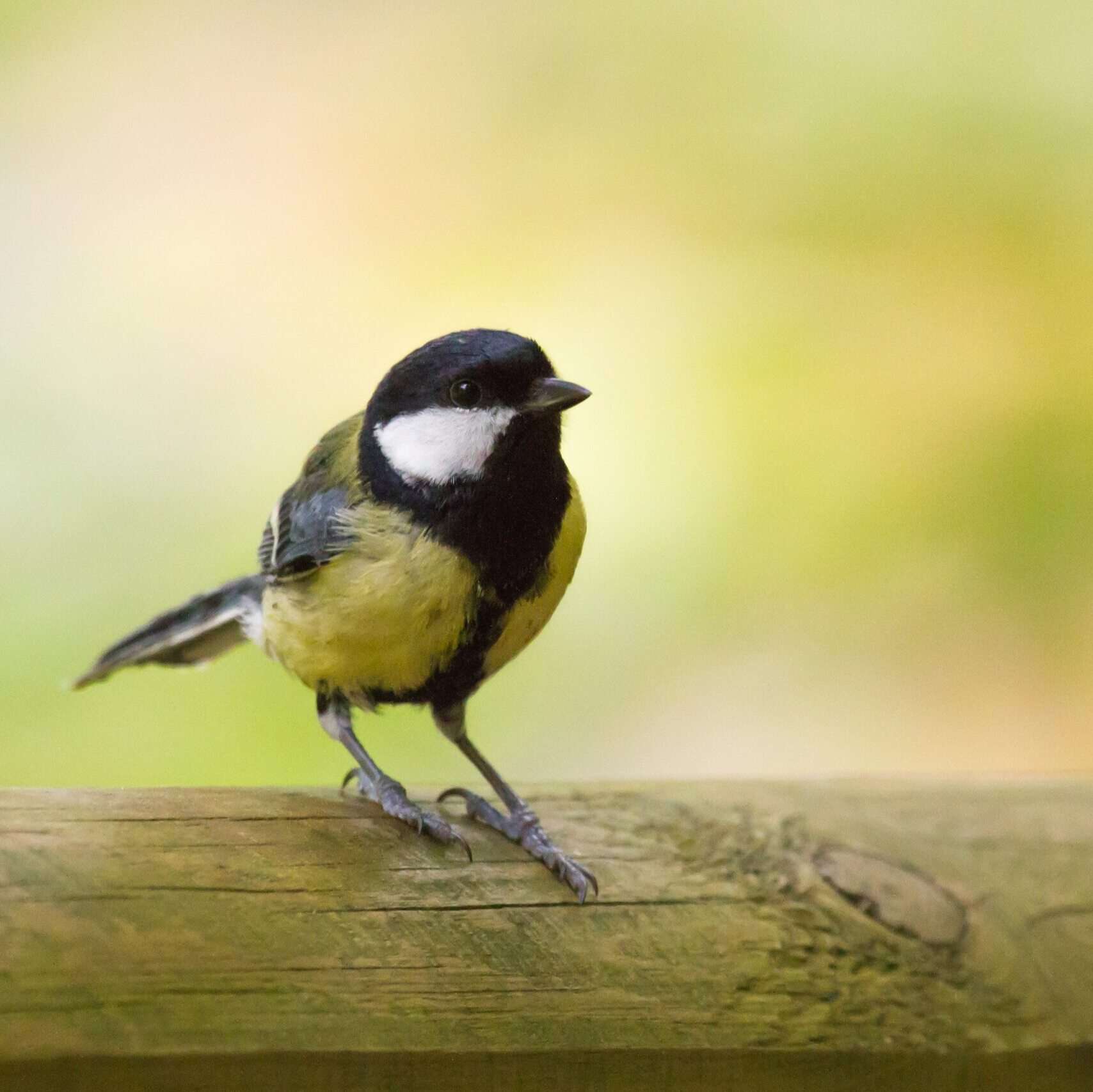 nature-bird-cute-wildlife-beak-sitting-928656-pxhere.com