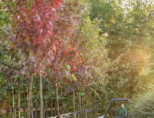 An Autumnal Tree Collection