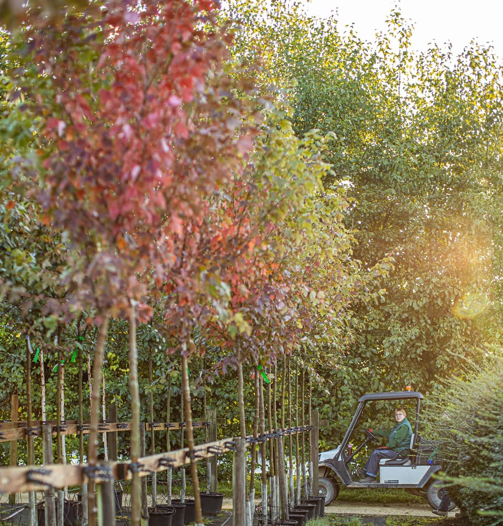 Are poplar trees poisonous to dogs sales