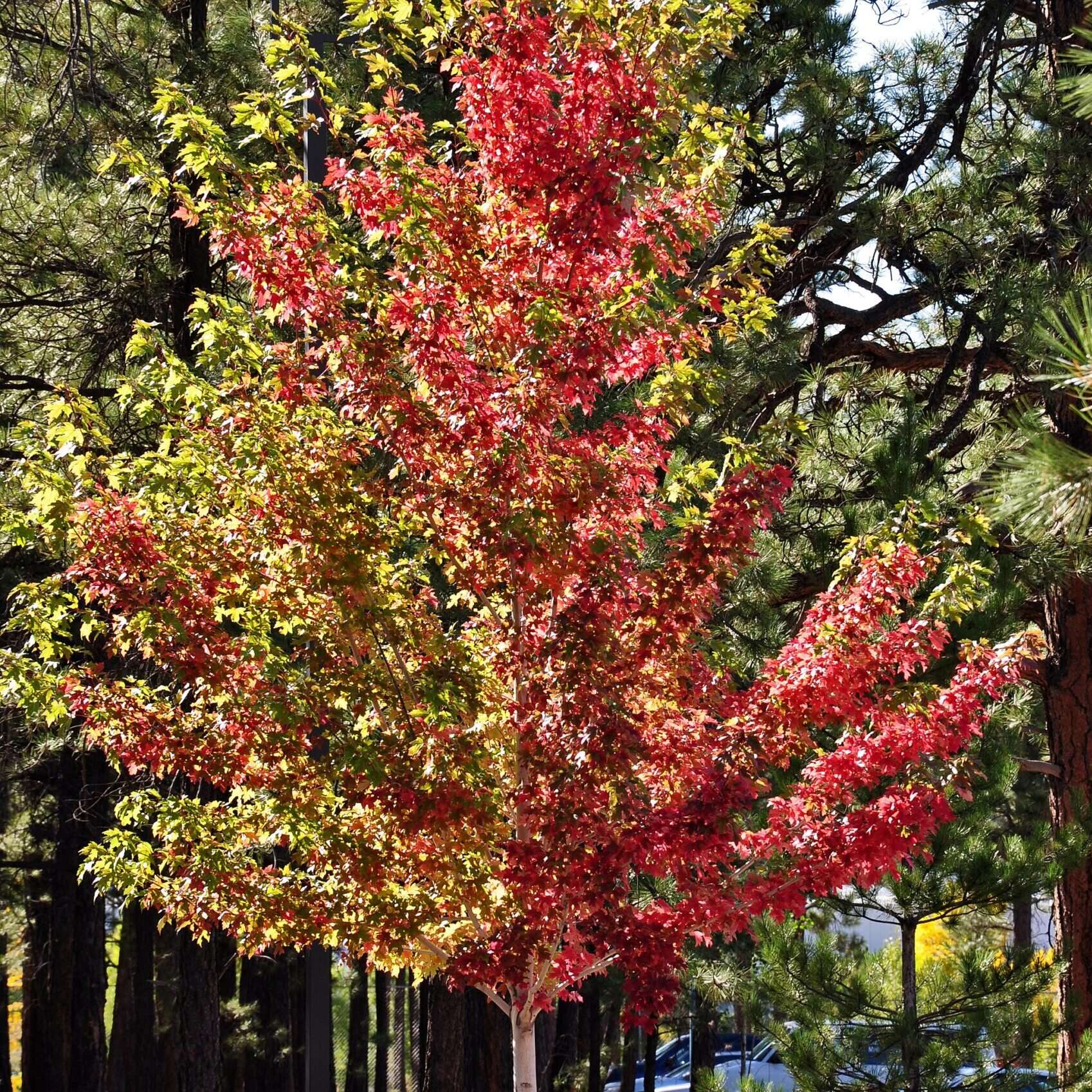 Acer freemanii tree