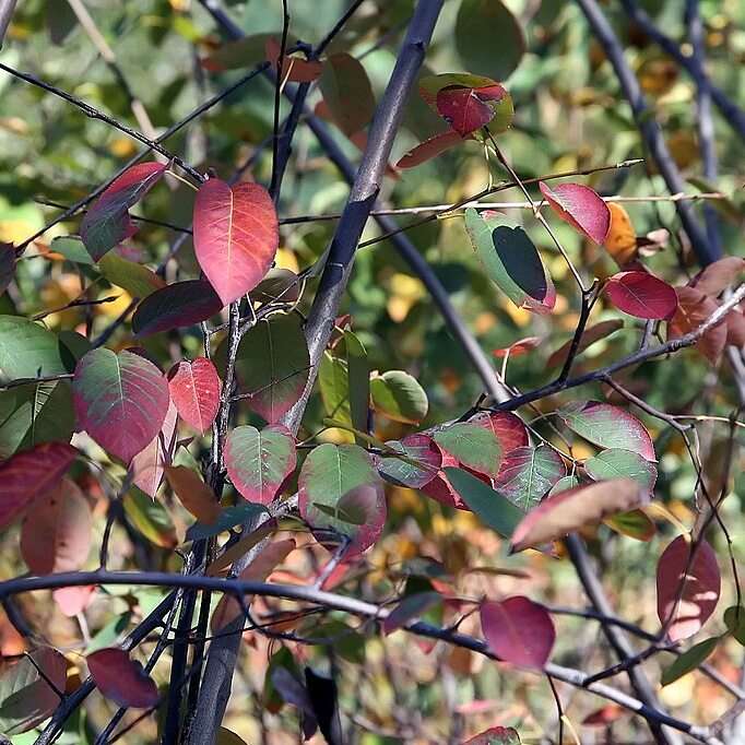 Amelanchier x grandiflora