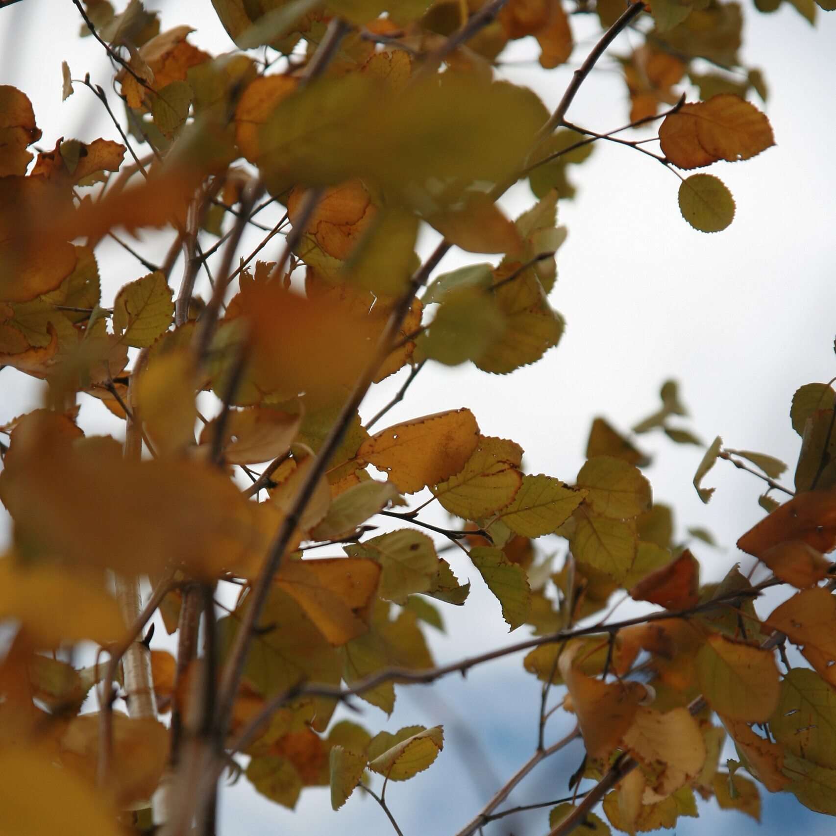 Betula utilis