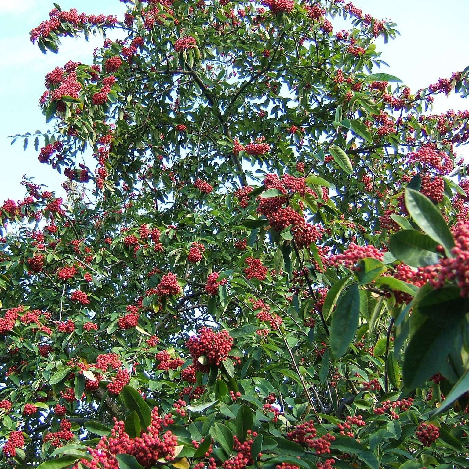 Cotoneaster frigidus