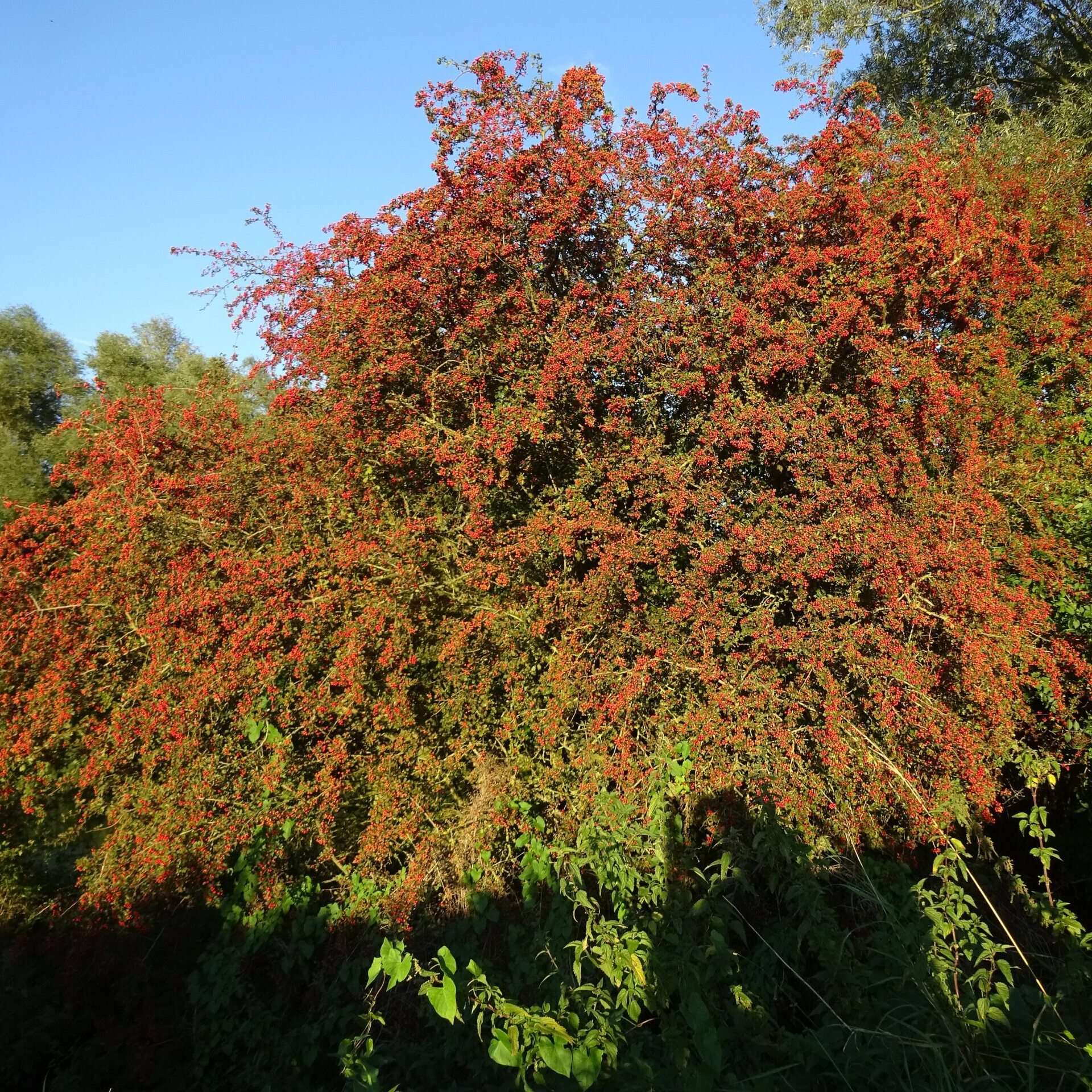 Crataegus laevigata
