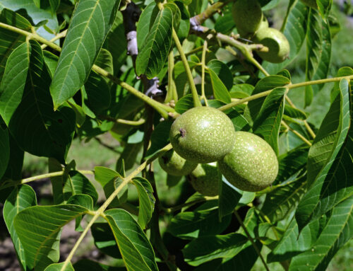 Growing Walnut Trees for Fruit Production