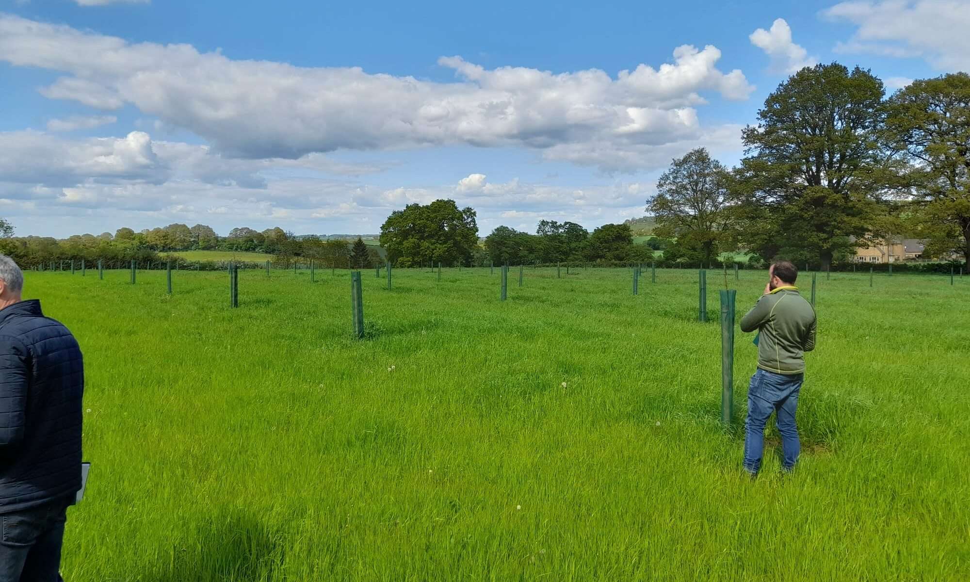 Growing Walnut Trees For Fruit Production – Nicholsons 2