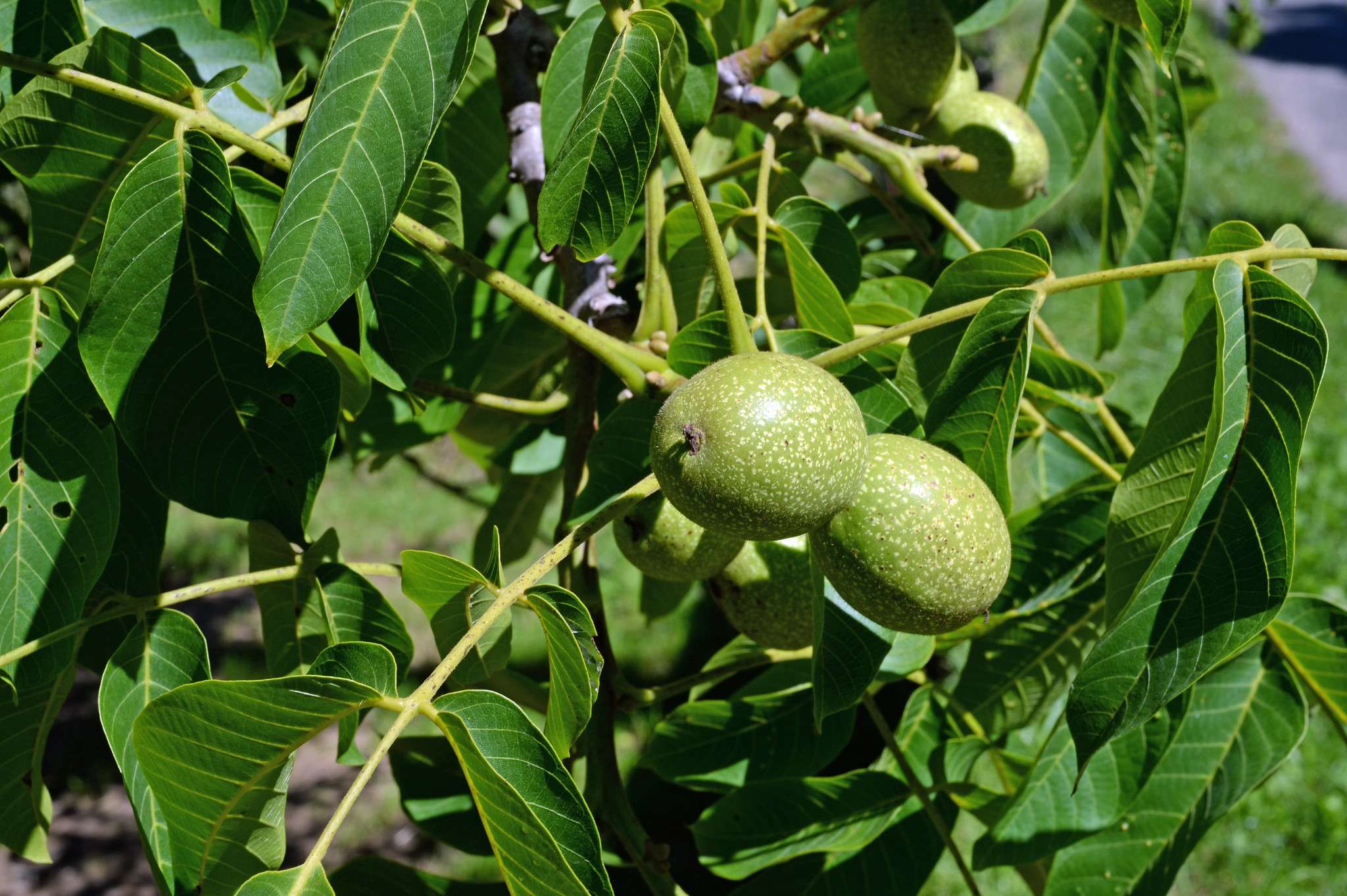 Growing Walnut Trees For Fruit Production