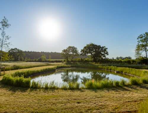 Introducing Water into the Garden