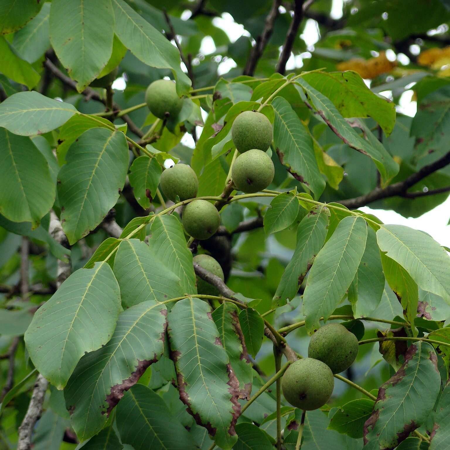 Juglans Regia Walnut