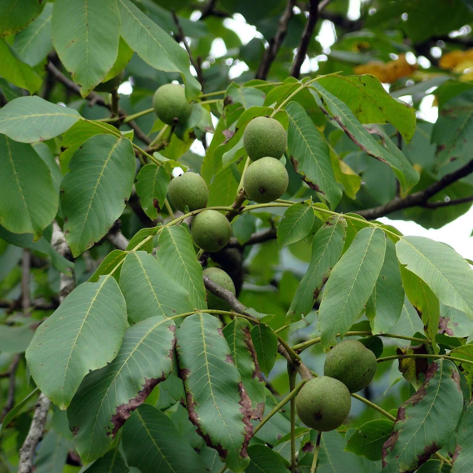 Juglans Regia Walnut - Nicholsons Plants