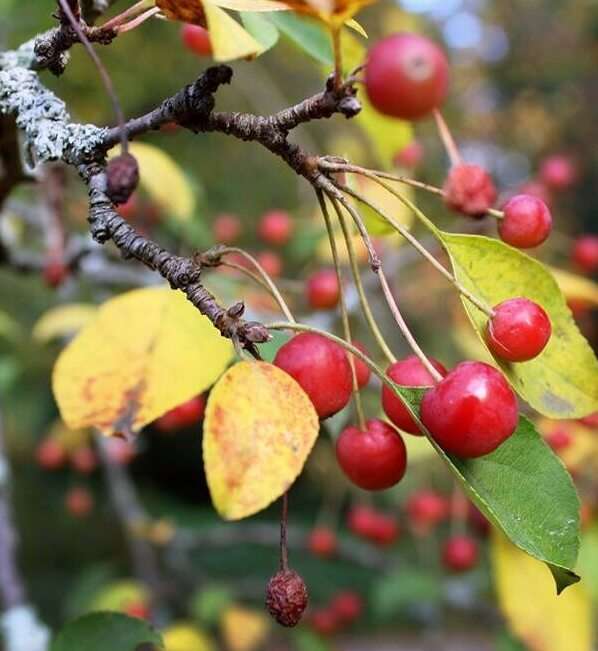 Malus crab apple