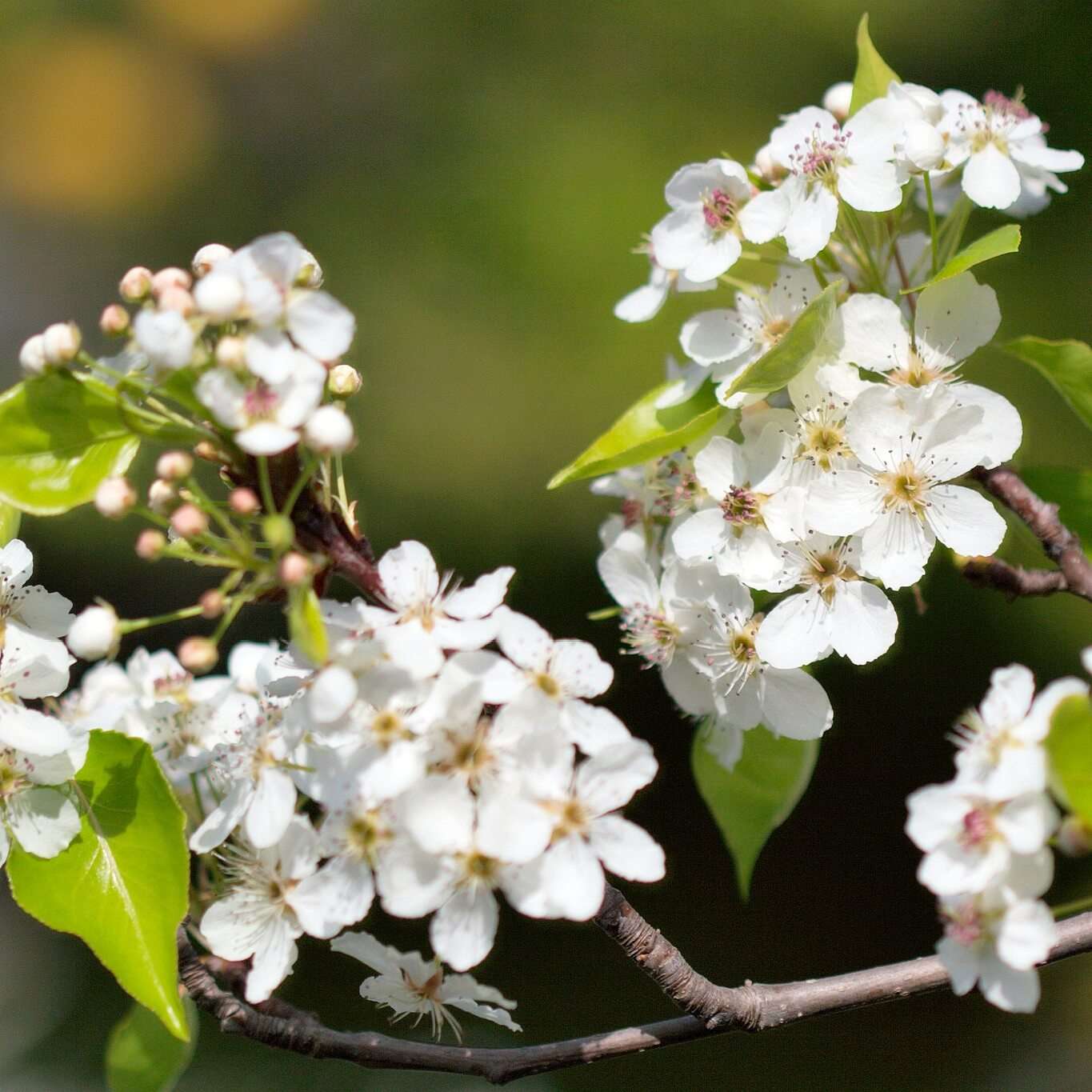 Pyrus calleryana